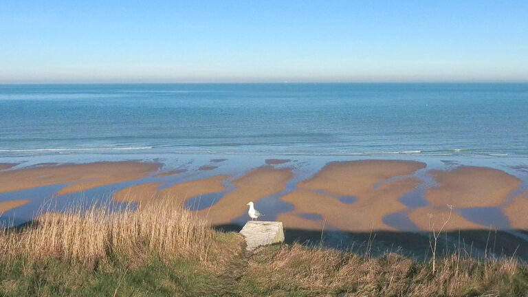 Goéland sur rocher