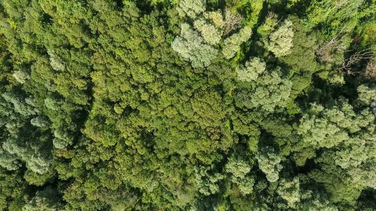 Forêt vue de dessus